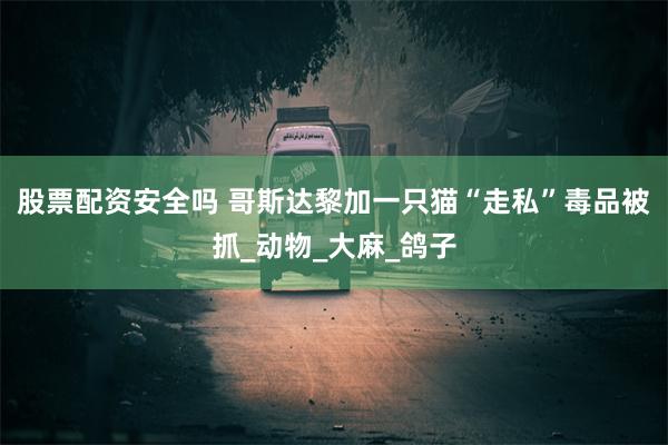 股票配资安全吗 哥斯达黎加一只猫“走私”毒品被抓_动物_大麻_鸽子